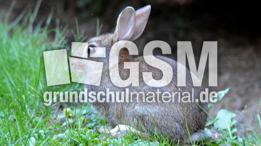 Junges_Wildkaninchen (1).jpg